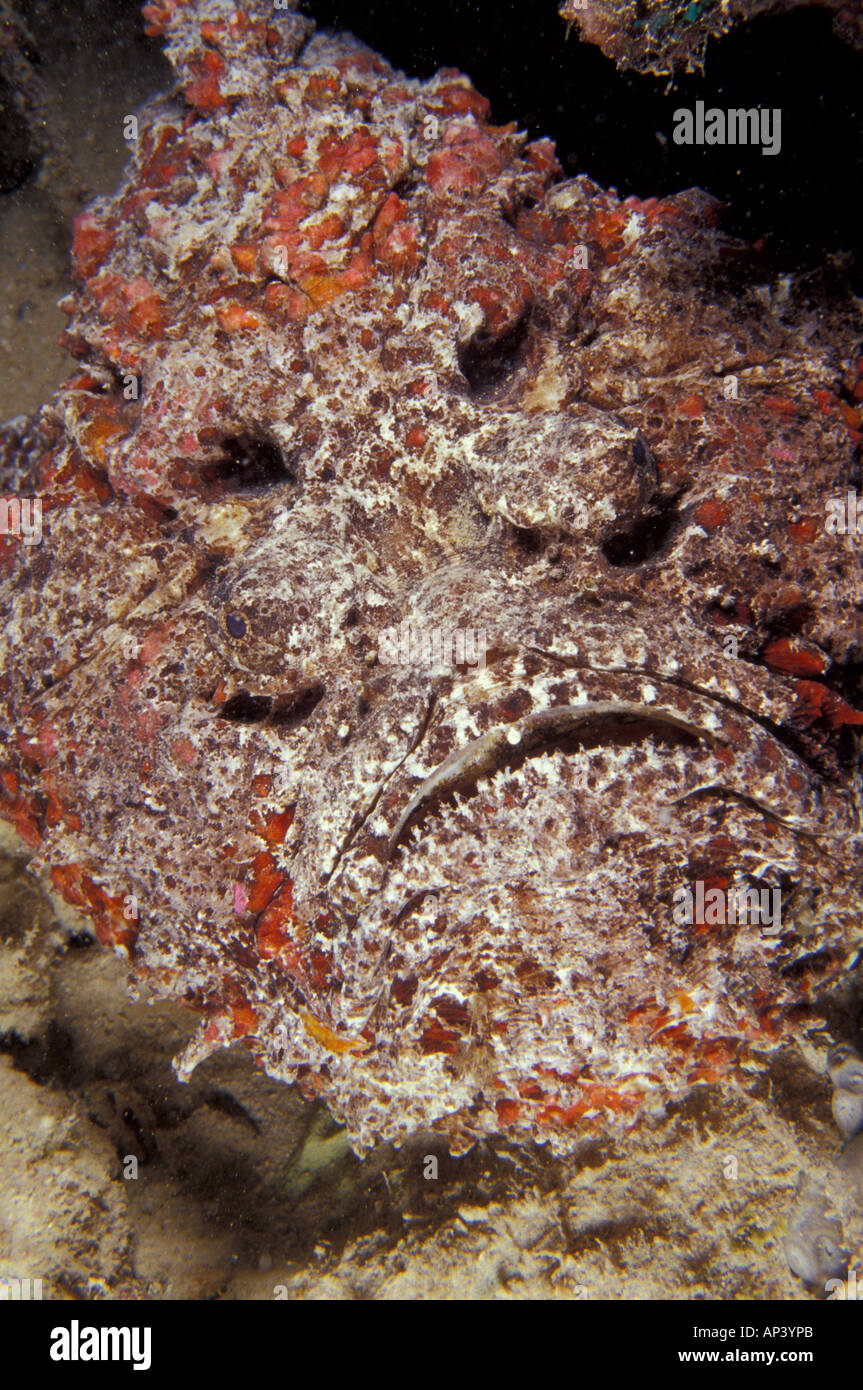 La Papouasie-Nouvelle-Guinée, Kavieng, Nusandaula reef, poisson-pierre Banque D'Images