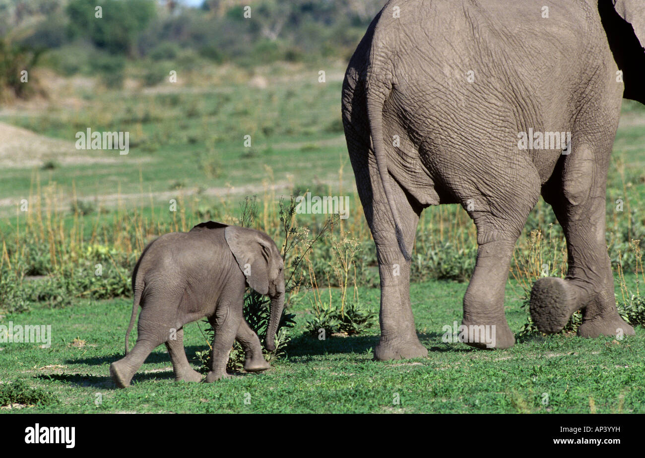 Bébé éléphant africain suit mère Delta de l'Okavango au Botswana Banque D'Images
