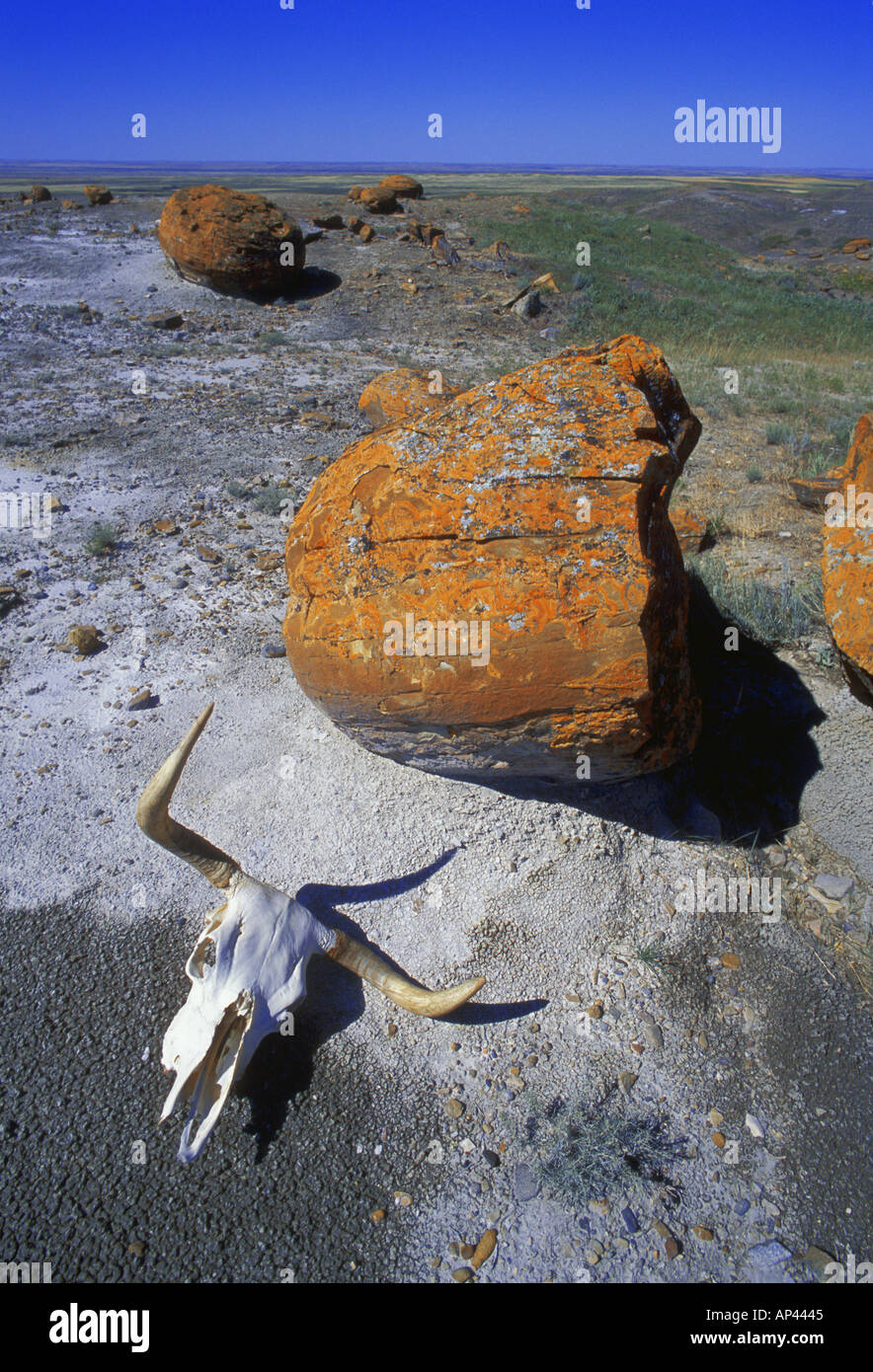 Crâne de vache et gros rocher dans le désert, Red Rock Coulee, Alberta, Canada Banque D'Images