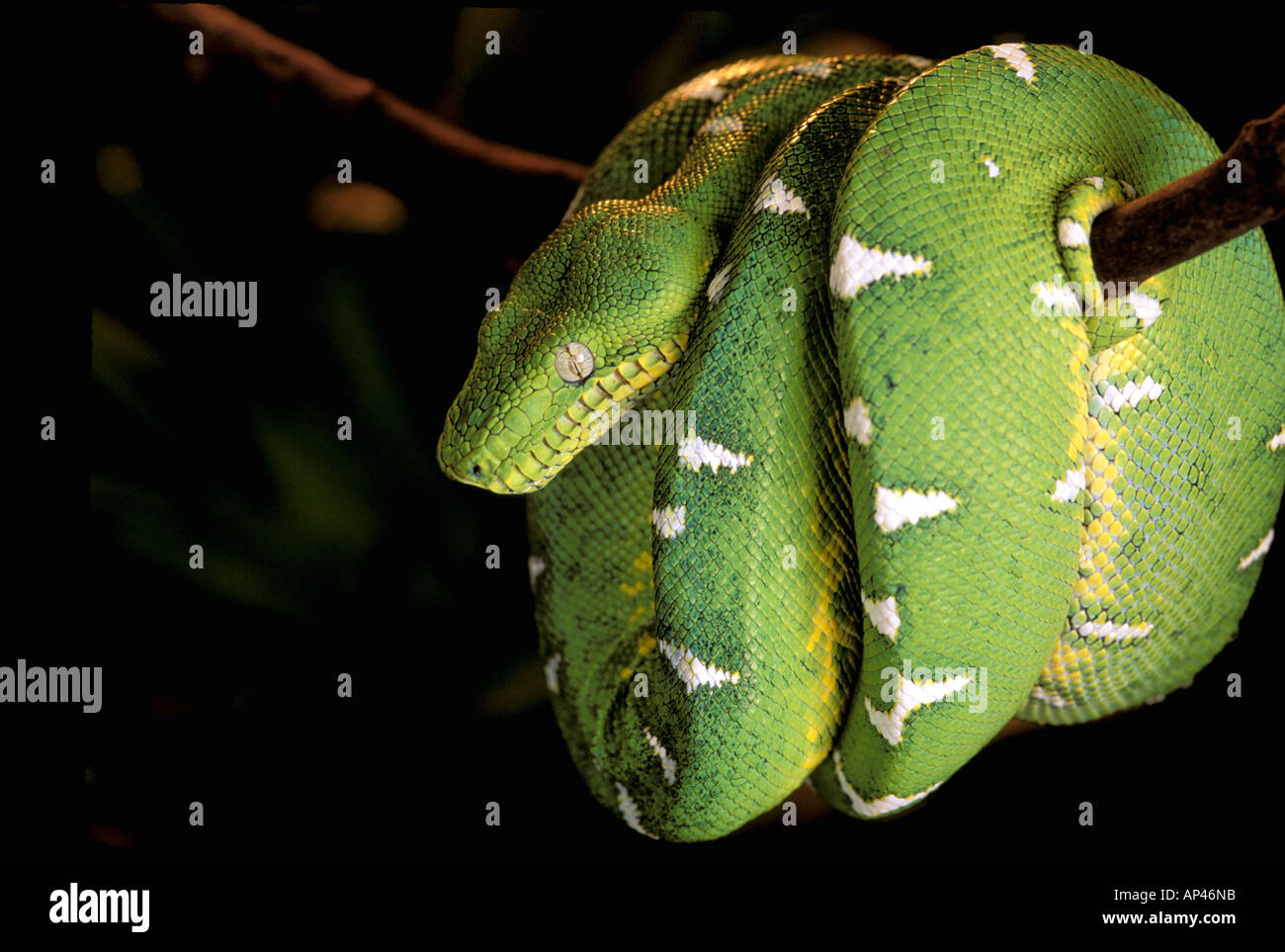 L'Amérique du Sud, l'Équateur, l'Amazonie. Emerald tree boa (Corallus caninus) Banque D'Images