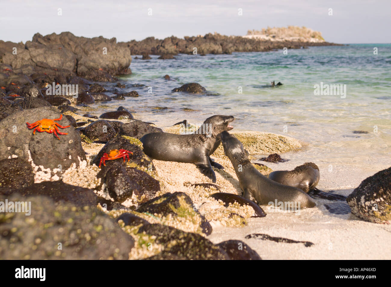 L'Équateur, l'île de Santa Fe, le parc national des Îles Galapagos, bébé (Zalophus californianus) Banque D'Images