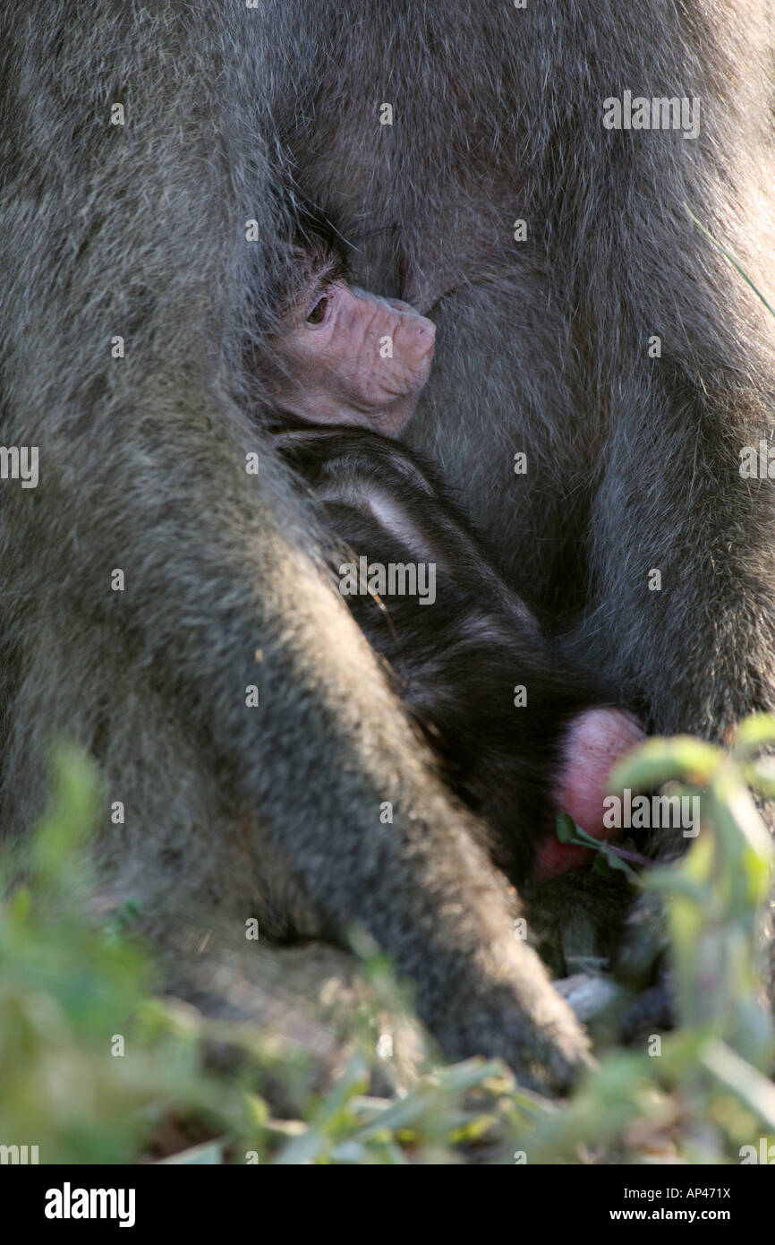 Babouin chacma, papio ursinas, Mère avec enfant suckling Banque D'Images