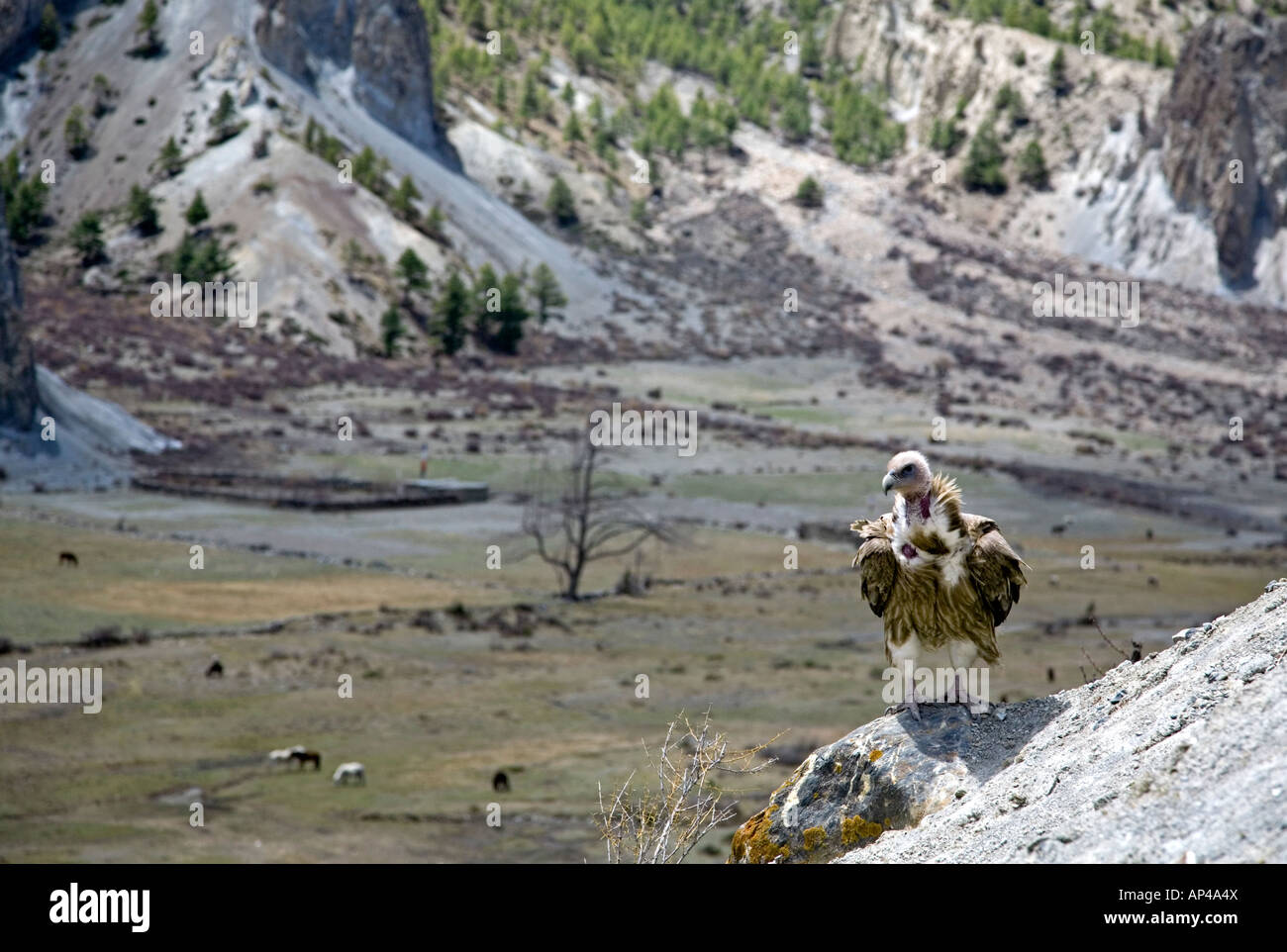 Himalayan griffon vulture. Gyps himalayensis. Bhraka proche village. Circuit de l'Annapurna trek. Le Népal Banque D'Images