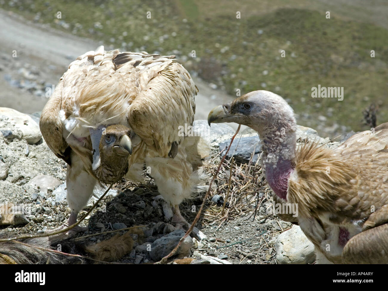 Himalayan vautours manger une carcasse de chèvre. Gyps himalayensis. Bhraka proche village. Circuit de l'Annapurna trek. Le Népal Banque D'Images