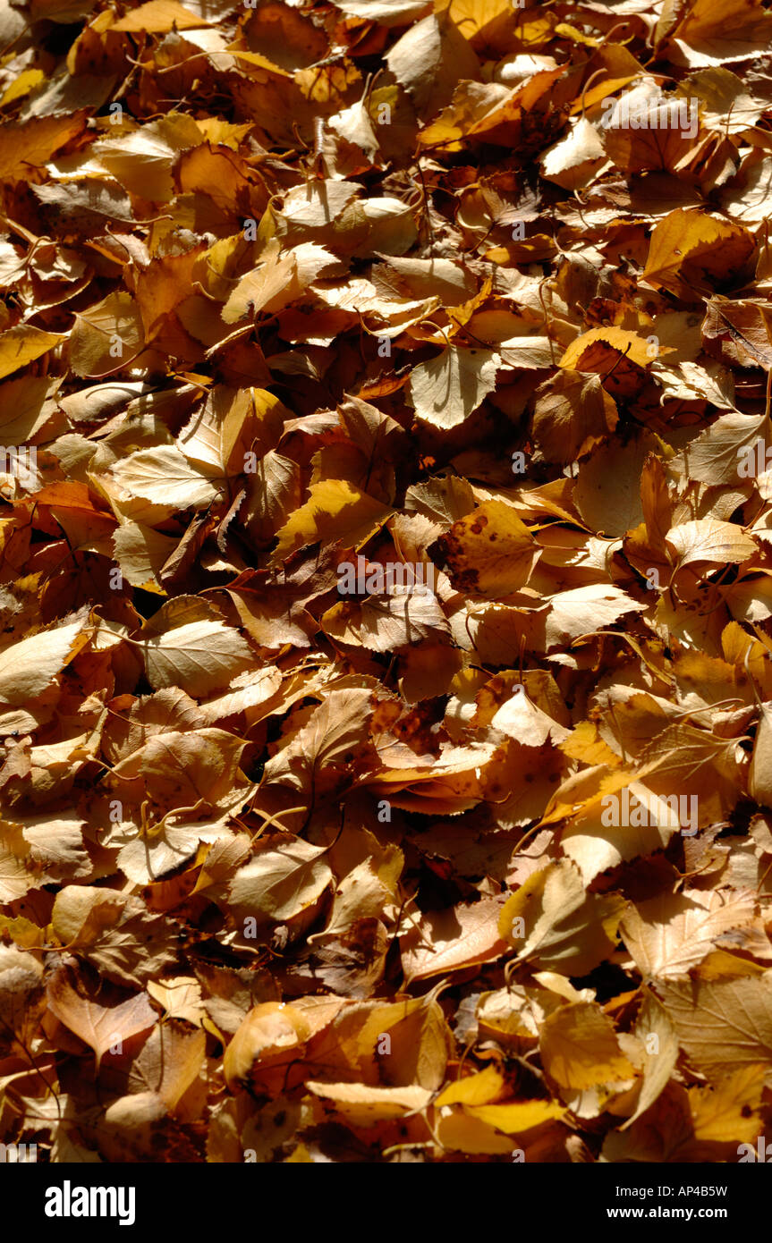L'automne les feuilles d'un bouleau argenté Banque D'Images