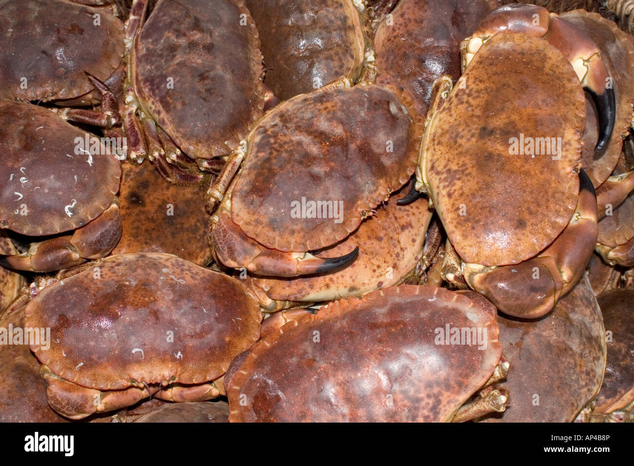 Panier de crabes Banque D'Images