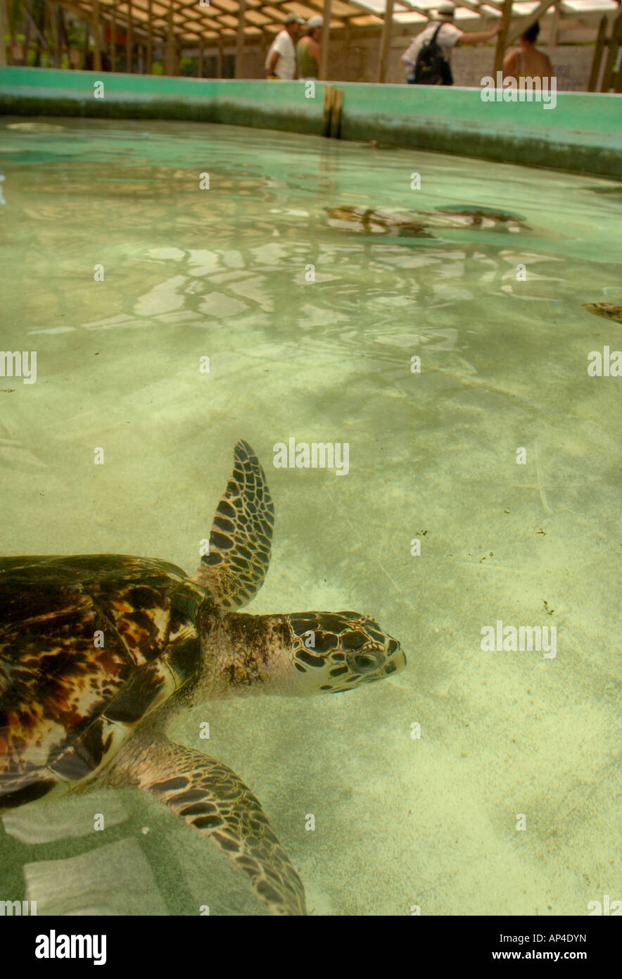 Sanctuaire des Tortues de mer à Bequia Banque D'Images