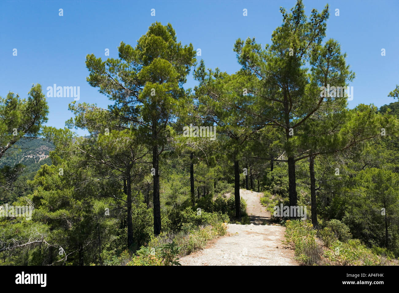Sentier de randonnée, Kokkini, Troodos, Chypre Banque D'Images