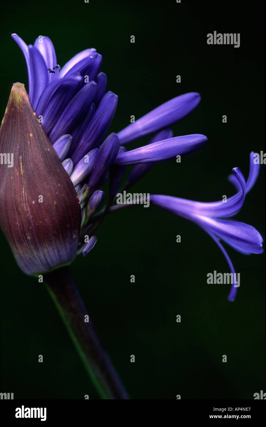 Agapanthus débourrement Banque D'Images