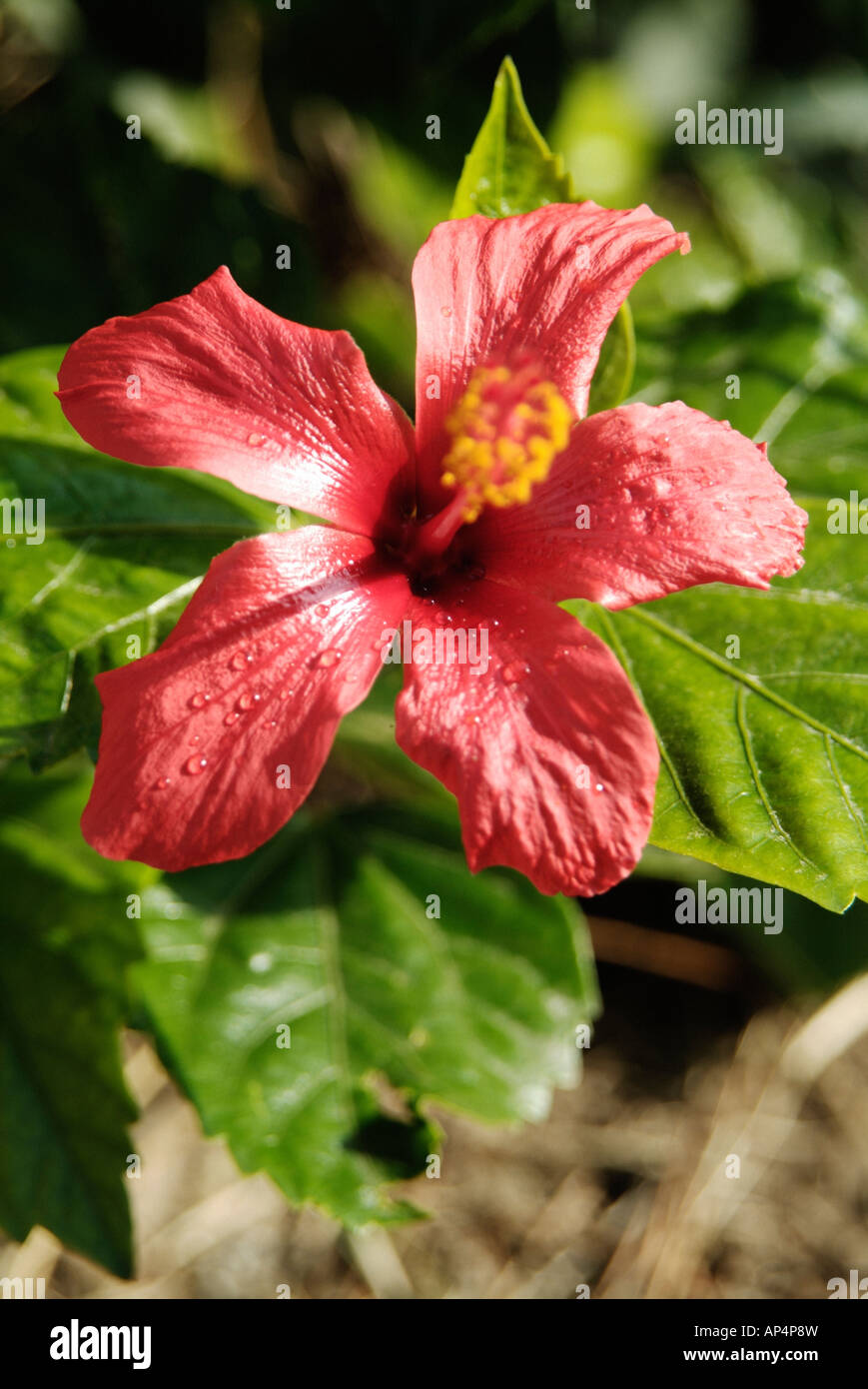 Fleur d'hibiscus rouge Banque D'Images