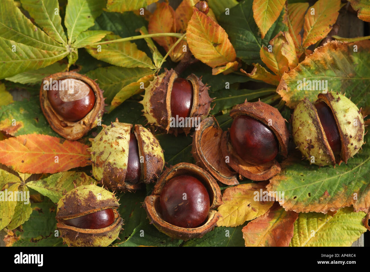 Conkers dans spiked husk Aesculus hippocastanum Horse Chestnut Tree England UK European Banque D'Images
