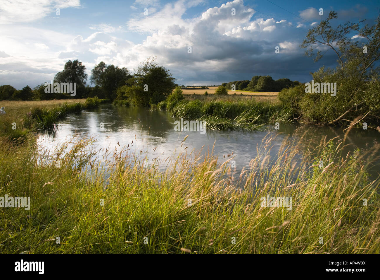 La rivière Windrush et prés de l'eau avec la floraison des plantes riveraines, Widford, Oxfordshire, UK Banque D'Images