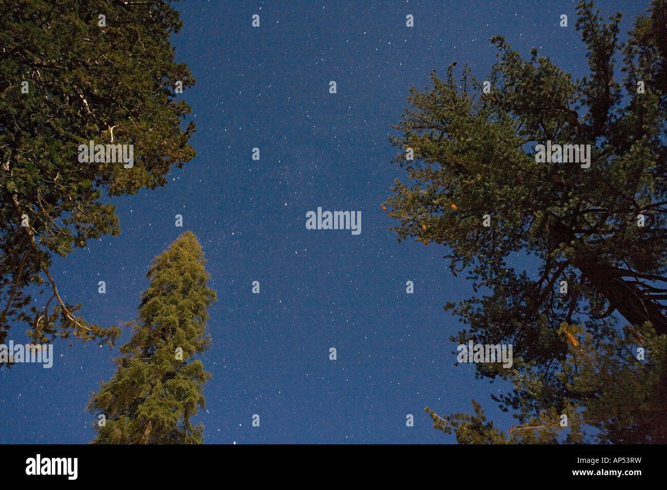 Séquoias géants dans le parc national de Sequoia, Sierra Nevada, Californie. Photographié la nuit. Banque D'Images