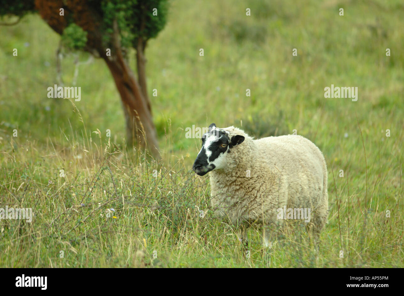 Beulah moutons de Aston Rowant Réserve naturelle nationale Buckingham Oxford Angleterre frontière Banque D'Images