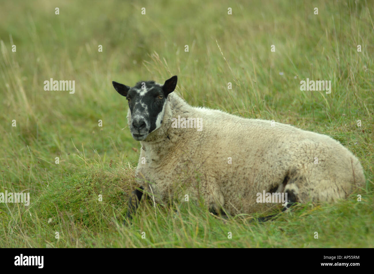 Beulah moutons de Aston Rowant Réserve naturelle nationale Buckingham Oxford Angleterre frontière Banque D'Images