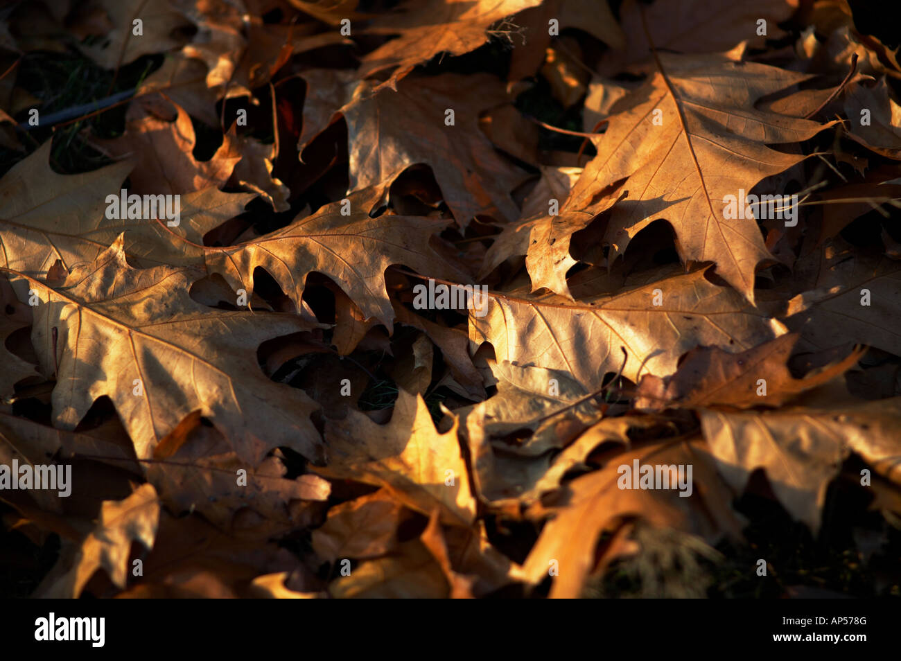 Dead brown feuilles d'érable sur le sol à l'automne sur Hampstead Heath London England UK Banque D'Images