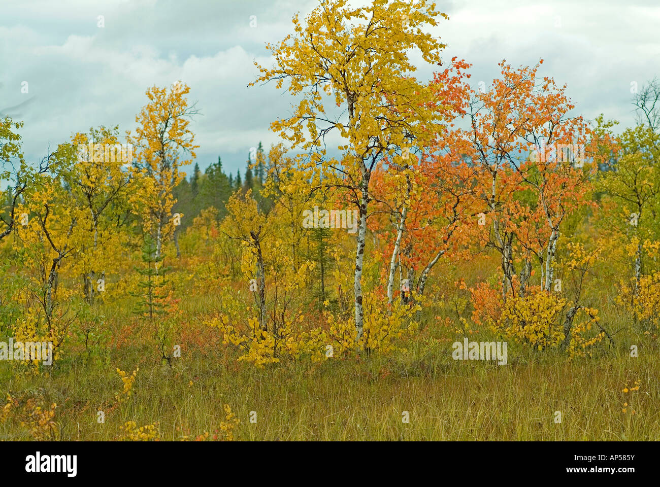 Paysage avec les bouleaux dans couleurs d'automne en Laponie, Finlande Banque D'Images