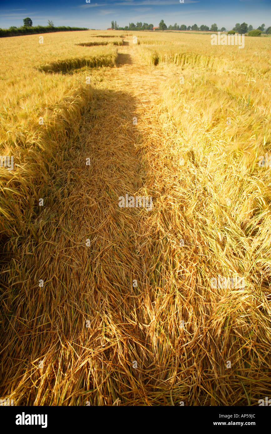 Image prise dans le Crop Circle en champ d'orge mûr Norfolk UK Banque D'Images