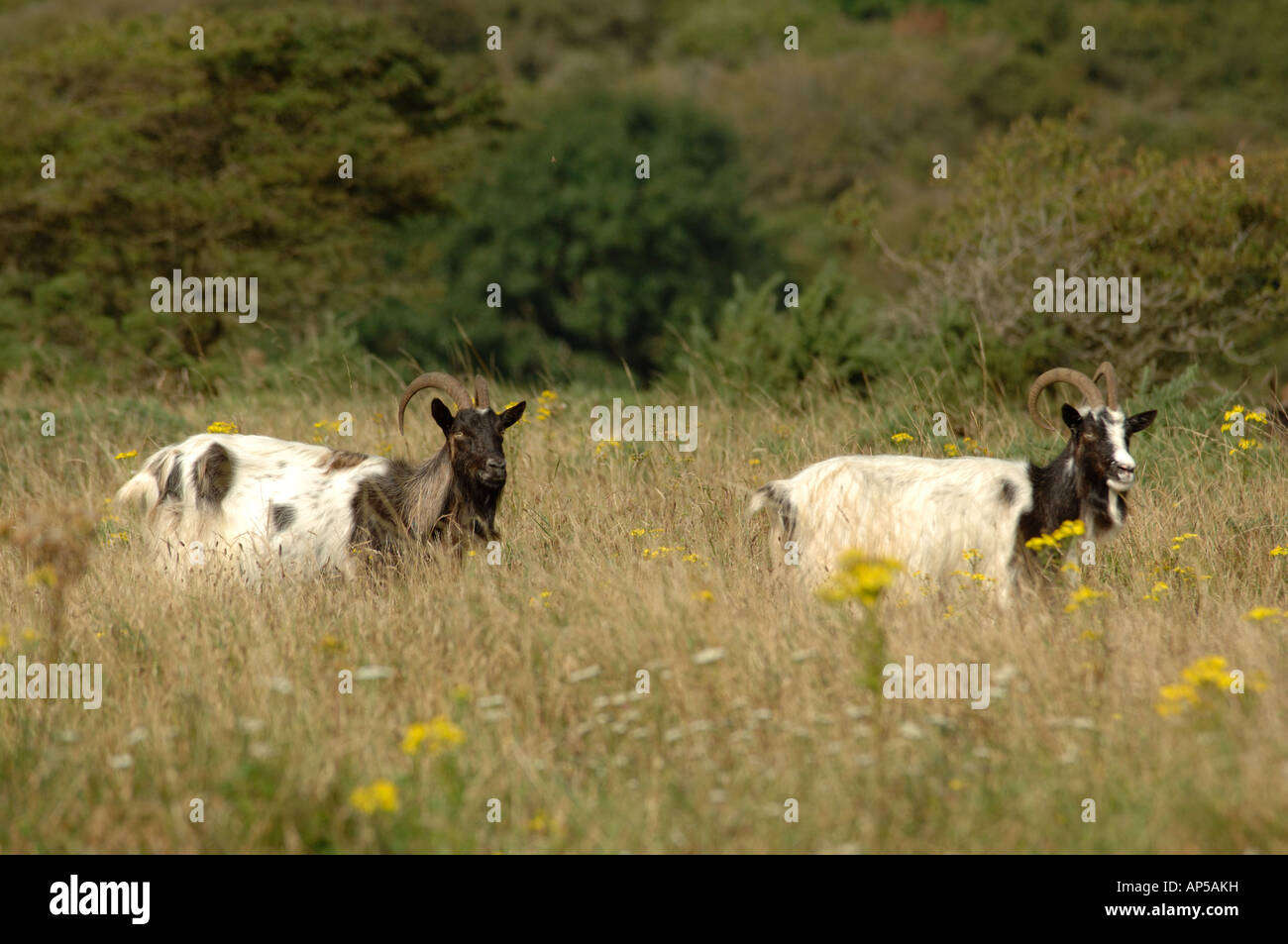 Les chèvres au pâturage Baggot Lullington Heath National Nature Reserve East Sussex England Banque D'Images