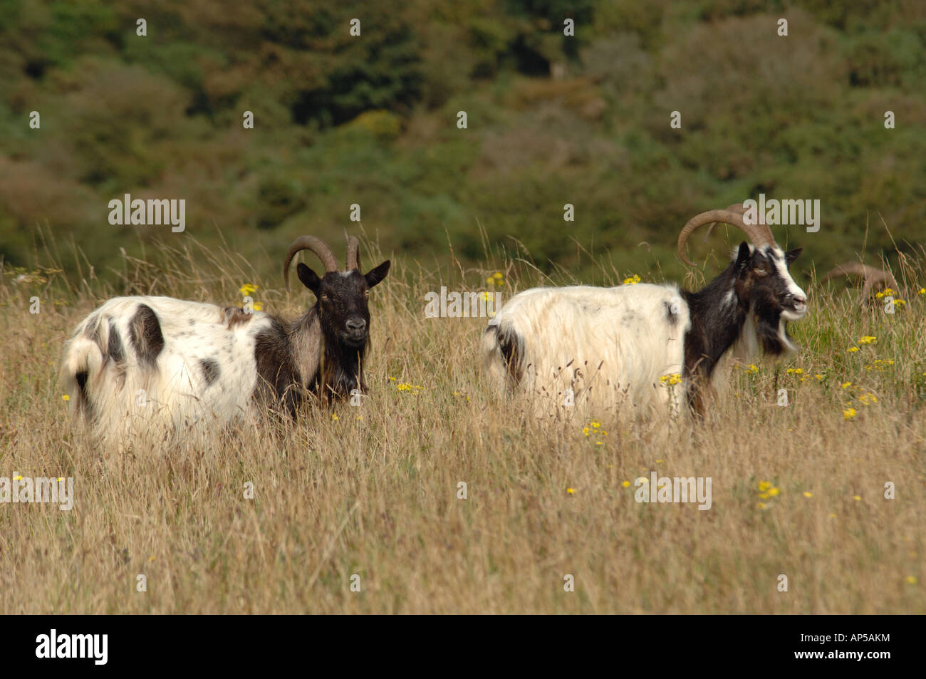 Les chèvres au pâturage Baggot Lullington Heath National Nature Reserve East Sussex England Banque D'Images