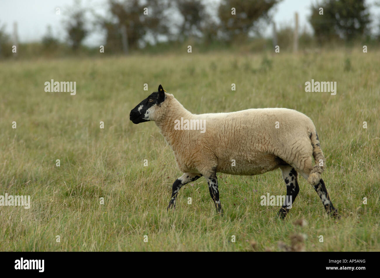 Beulah des moutons paissant à Lullington Heath National Nature Reserve East Sussex England Banque D'Images