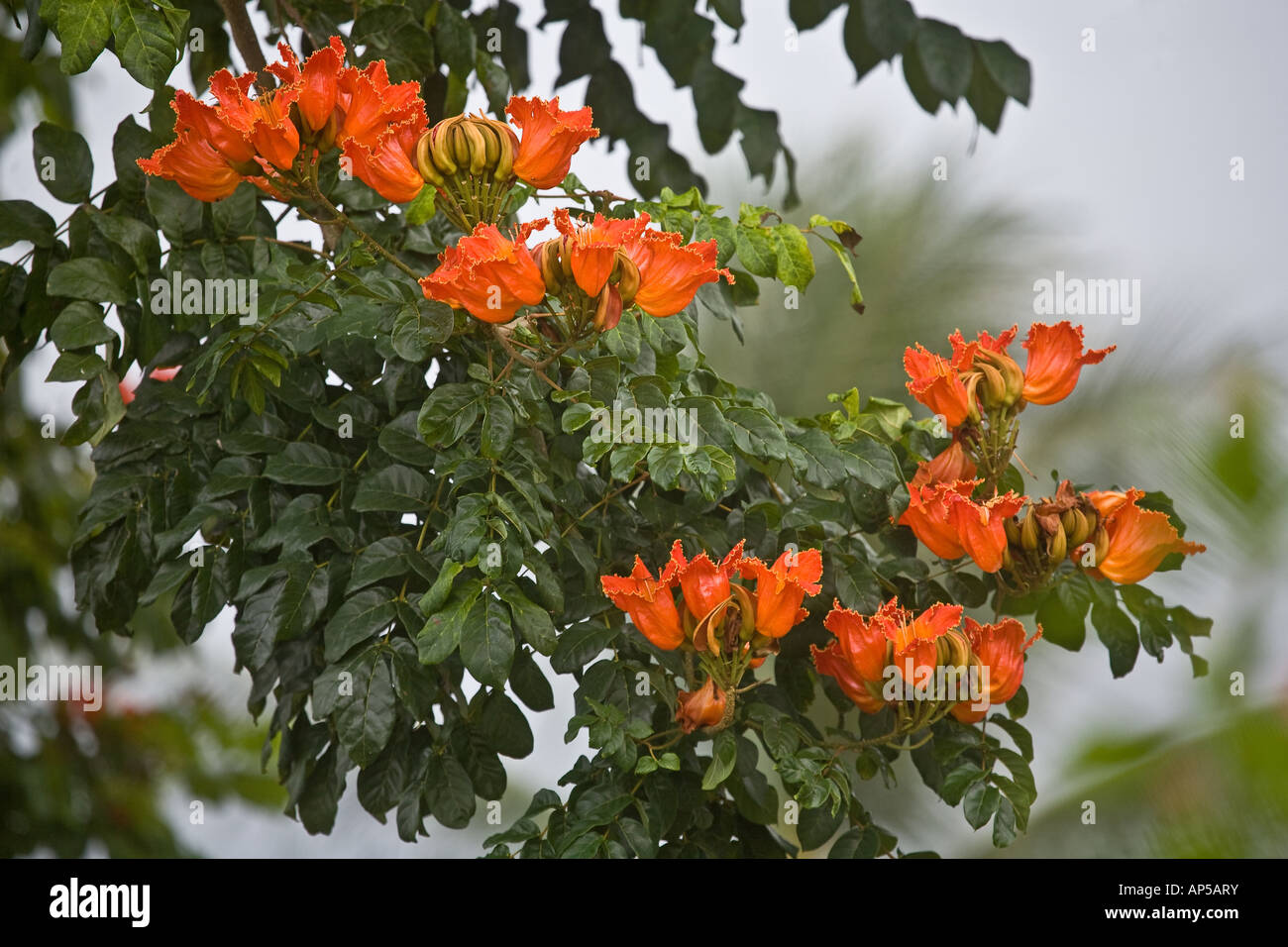 African Tulip Tree Banque D'Images