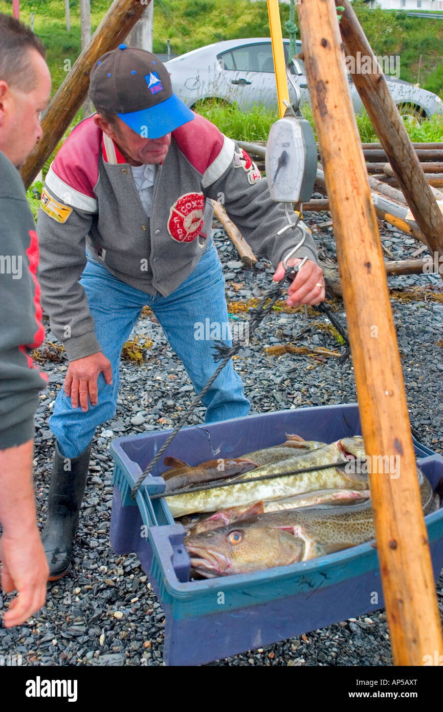 Des pêcheurs locaux et des prises de morue fraîche Cox Cove Bay of Islands Terre-Neuve Banque D'Images