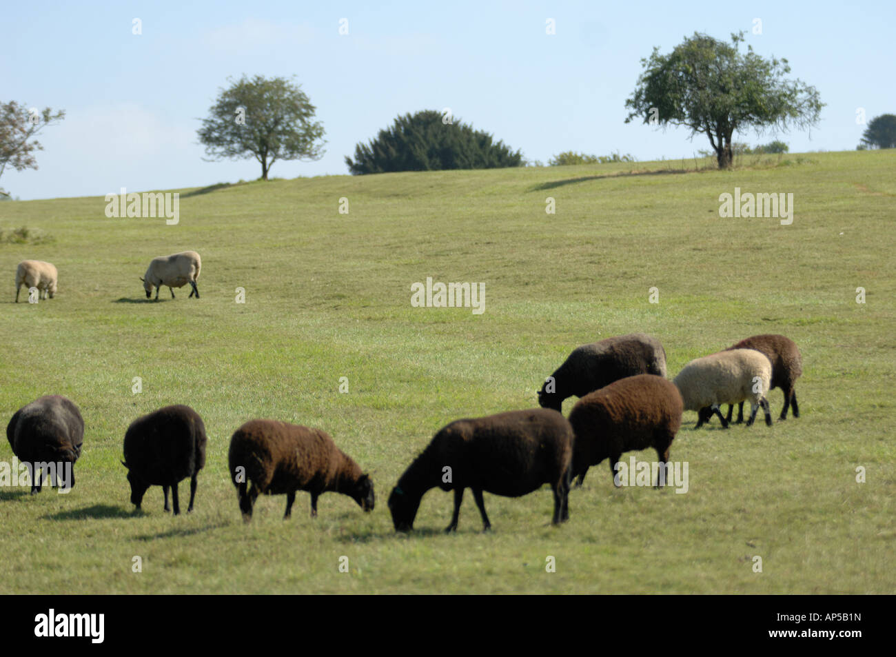 Welsh Black sheep à Martin bas National Nature Reserve Hampshire Angleterre Banque D'Images