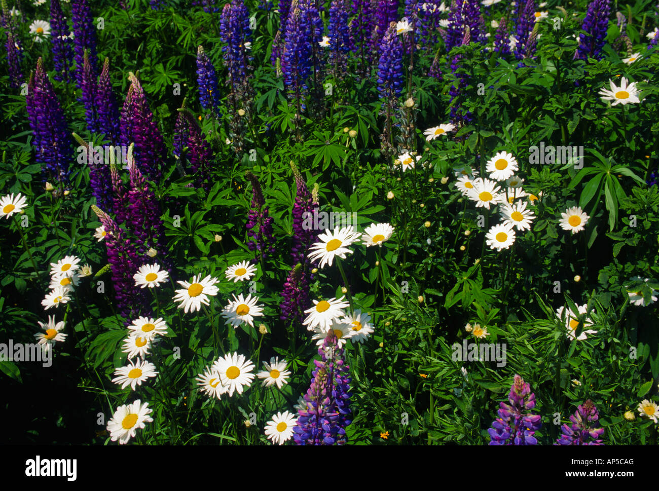 Lupins et Marguerites Discovery Park Seattle Washington State USA Banque D'Images