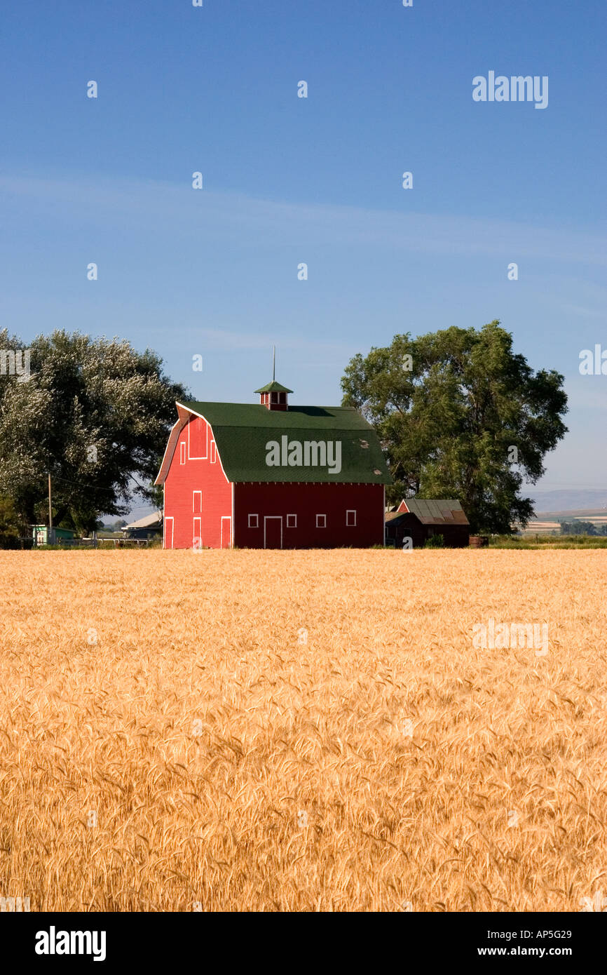 Une ferme près de Burley Idaho avec champ de blé et grange rouge Banque D'Images