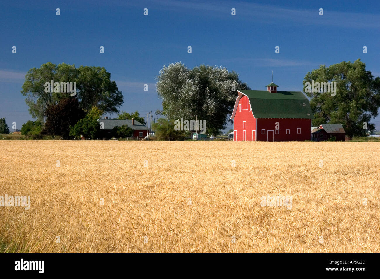 Une ferme près de Burley Idaho avec champ de blé et grange rouge Banque D'Images