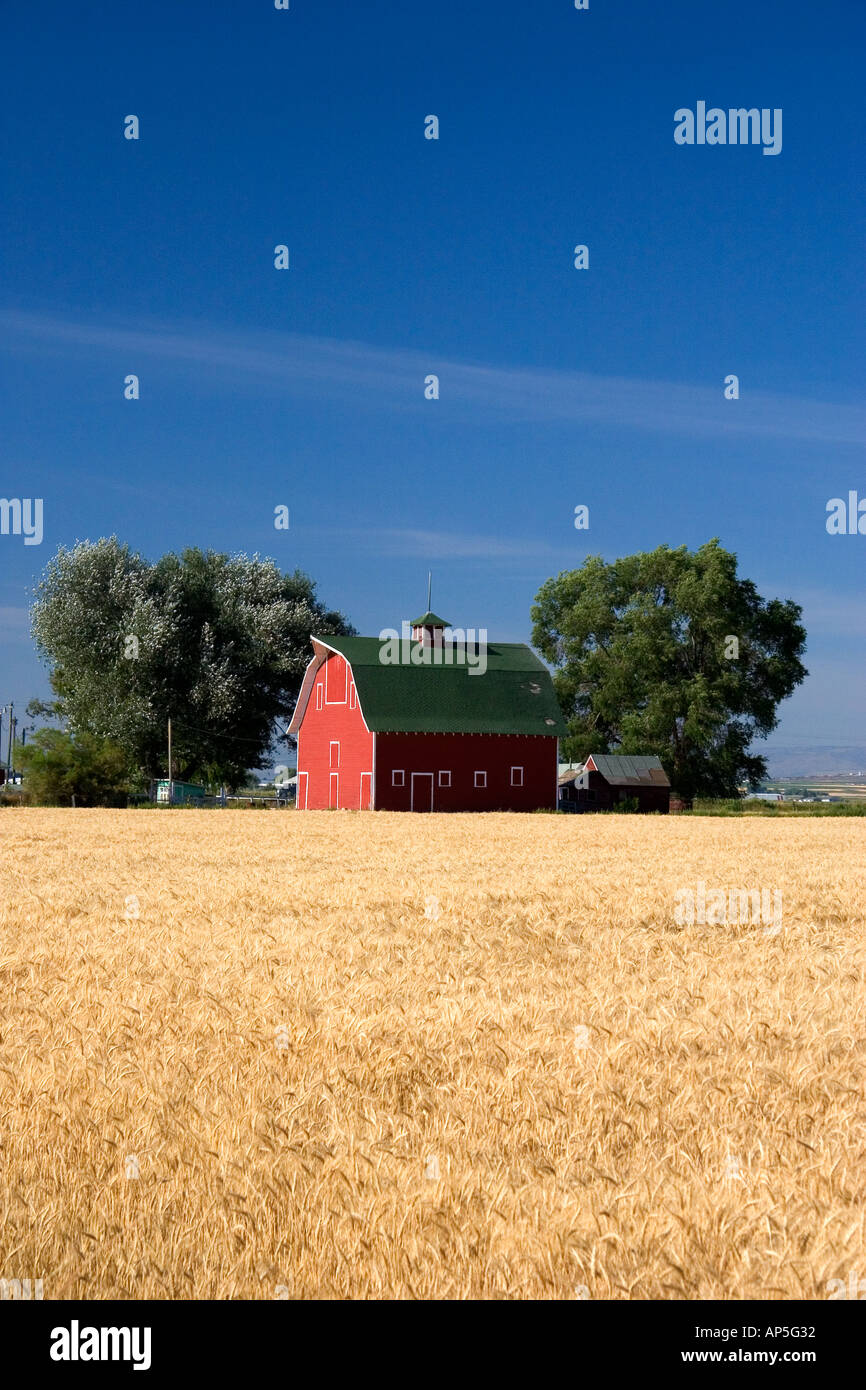 Une ferme près de Burley Idaho avec champ de blé et grange rouge Banque D'Images