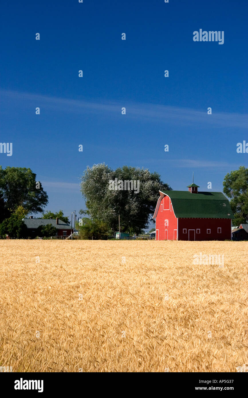 Une ferme près de Burley Idaho avec champ de blé et grange rouge Banque D'Images
