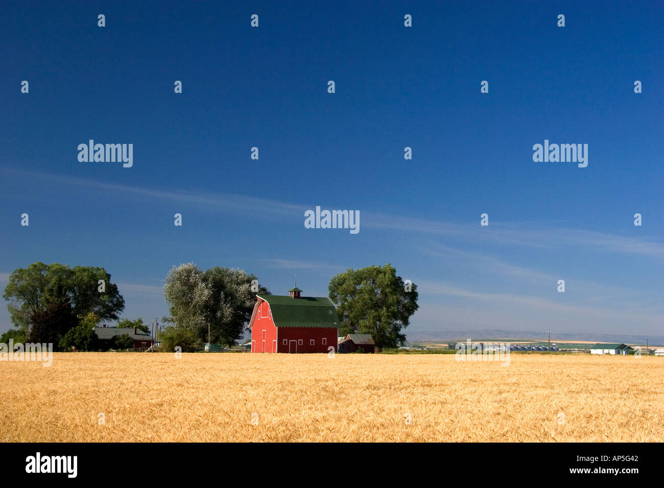 Une ferme près de Burley Idaho avec champ de blé et grange rouge Banque D'Images