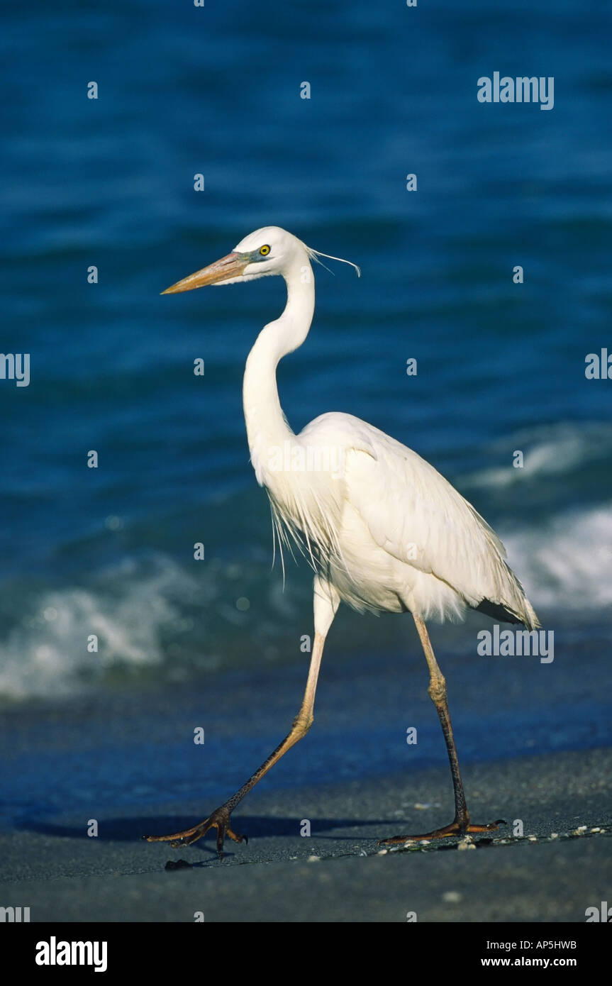 Grand Héron blanc (forme blanche) du Grand Héron (Ardea herodias) USA, Floride, l'île de Sanibel Banque D'Images