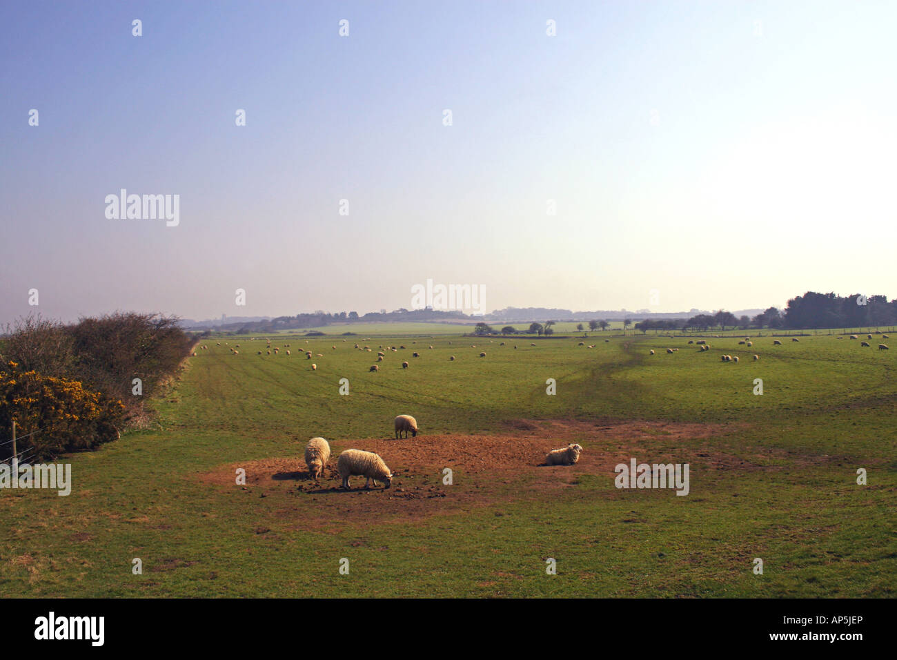 Des moutons paissant dans un pré. Banque D'Images