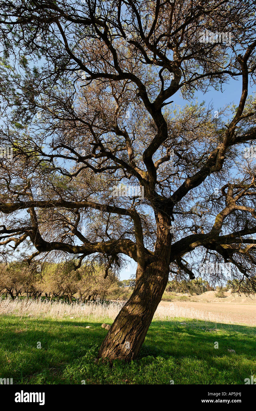 Acacia albida dans les arbres Tel Shimron sur la limite de la vallée de Jezreel et la Basse Galilée Israël Banque D'Images