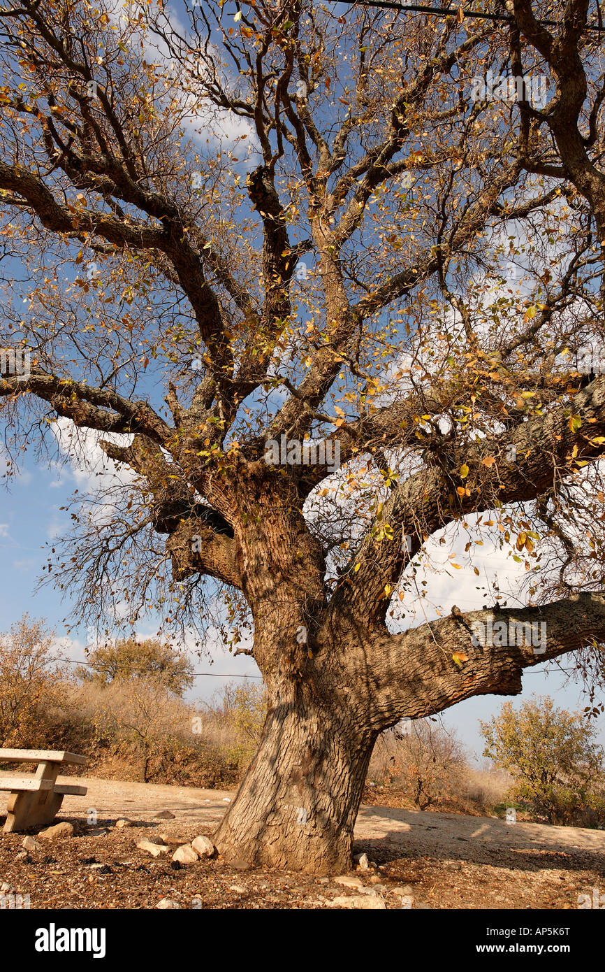 Israël la basse Galilée le Mont Thabor Arbre de chêne Quercus ithaburensis dans Beth Keshet Banque D'Images