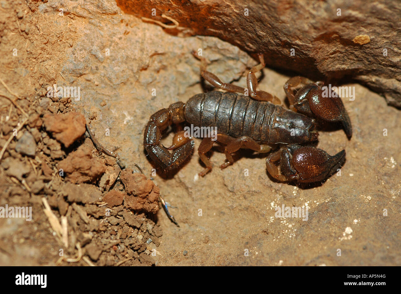 Scorpion scorpion noir israélien maurus fuscus Banque D'Images
