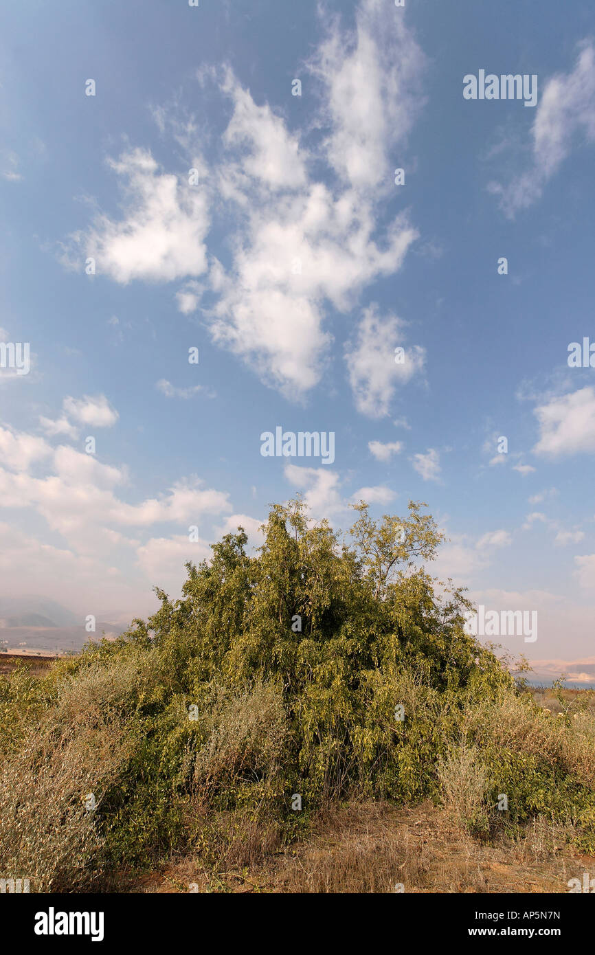 Salvadora Persica arbre arbre arbre brosse à dents de moutarde dans la vallée du Jourdain Banque D'Images