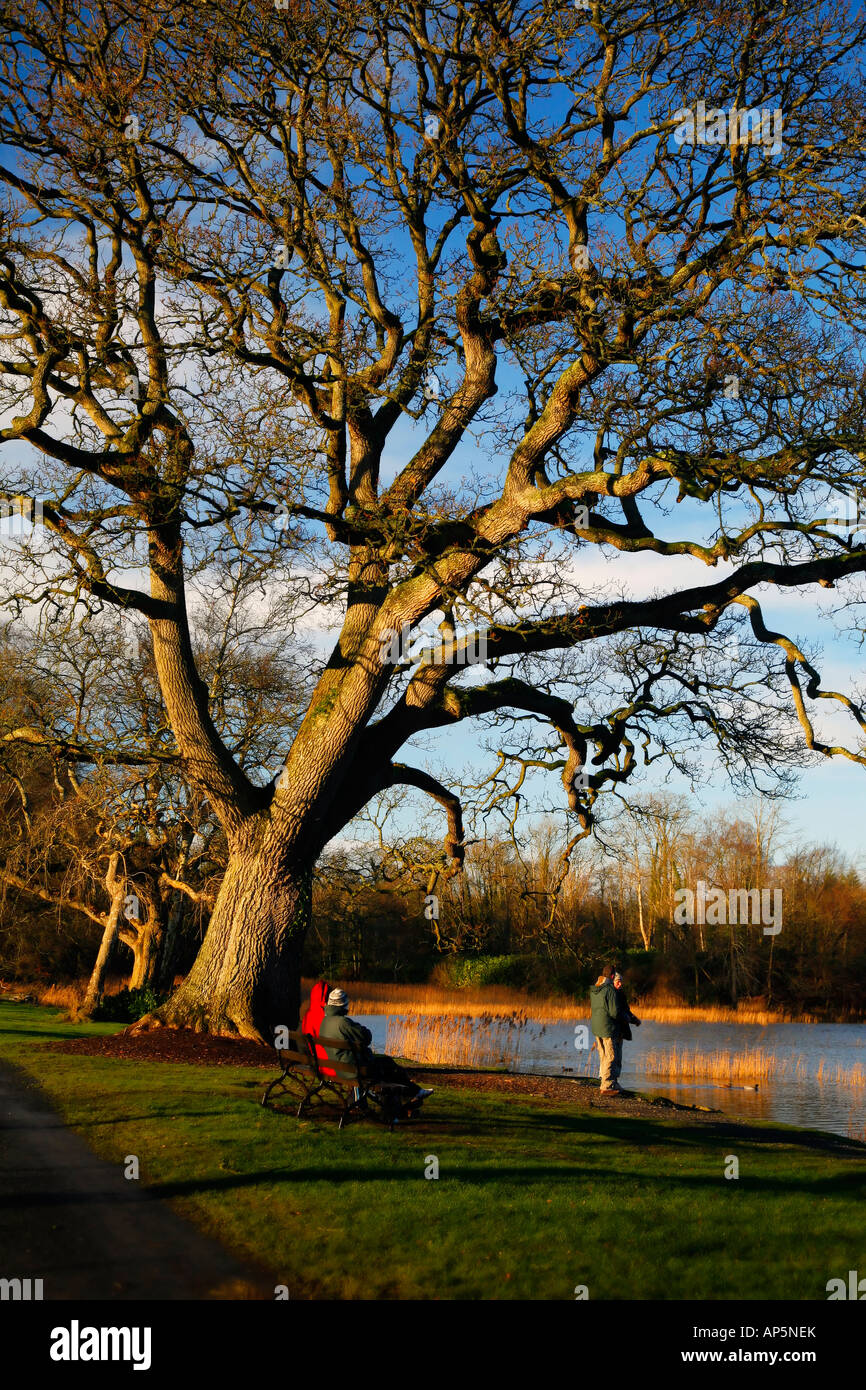 Scène pastorale sur le lac l'EMO estate à Portarlington Co Tipperary Ireland. Banque D'Images