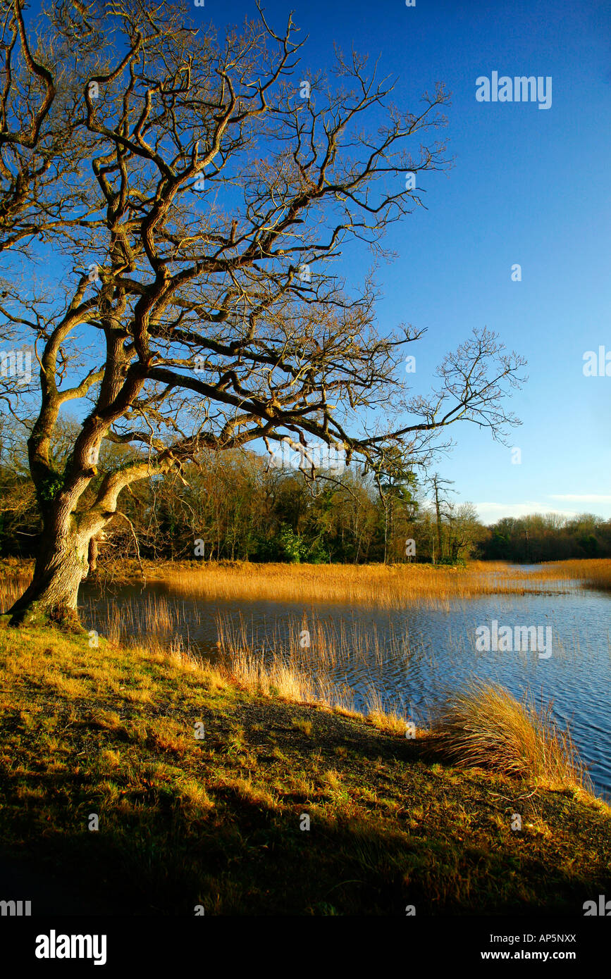 Scène pastorale sur le lac l'EMO estate à Portarlington Co Tipperary Ireland. Banque D'Images