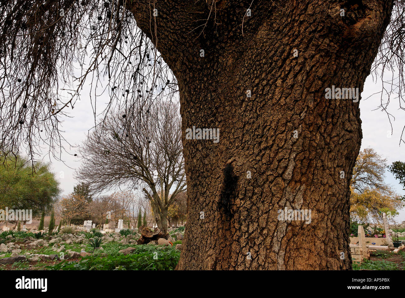 Israël la Haute Galilée Pistache Pistacia atlantica Atlantique arbre en le  cimetière musulman dans le tuba Zangria Photo Stock - Alamy