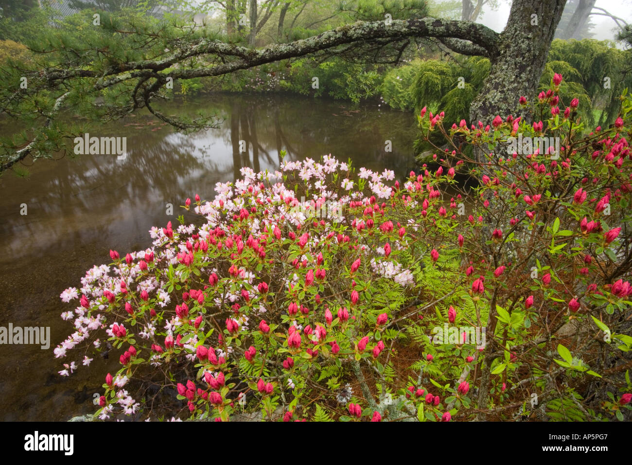 Azalea Asticou Jardins en Northeast Harbor, Maine. Près de l'Acadia National Park sur Mt. Île déserte. Banque D'Images