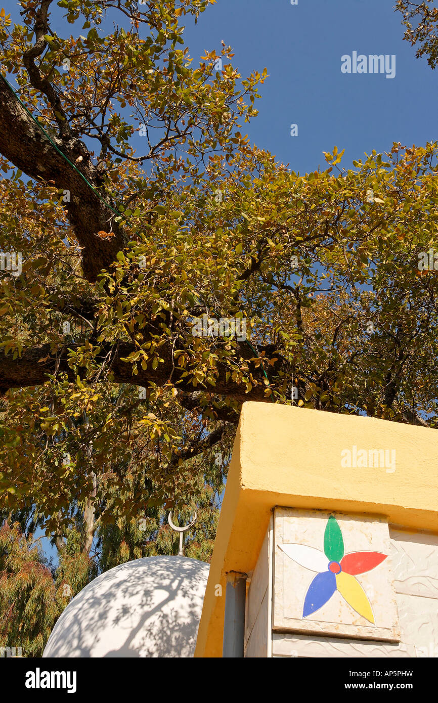 Le Mont Thabor Oak tree à Sheikh Ibrahim tombe dans les hauteurs du Golan de Banias Banque D'Images