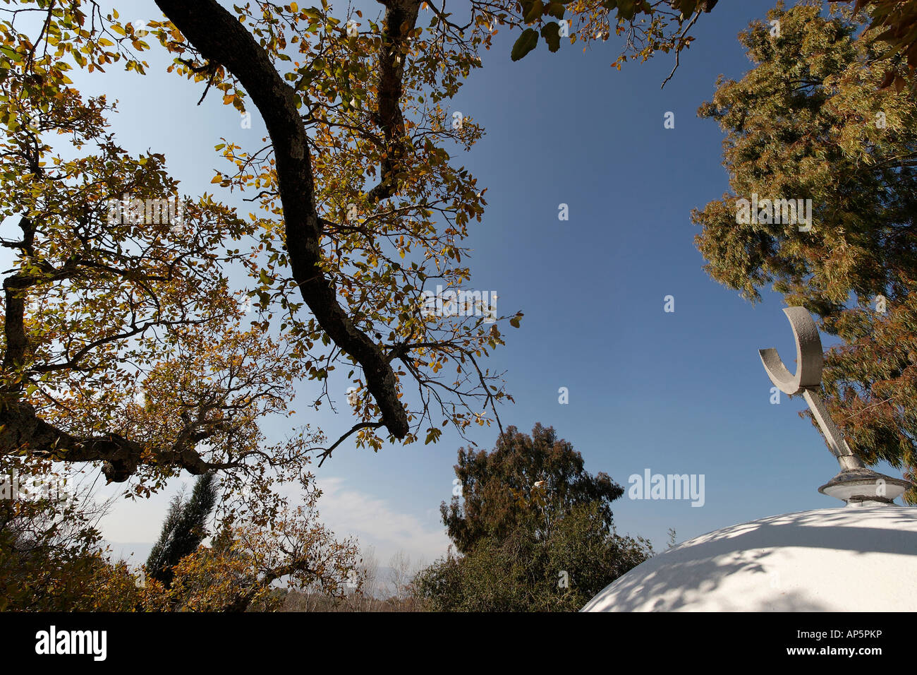 Le Mont Thabor Oak tree à Sheikh Ibrahim tombe dans les hauteurs du Golan de Banias Banque D'Images