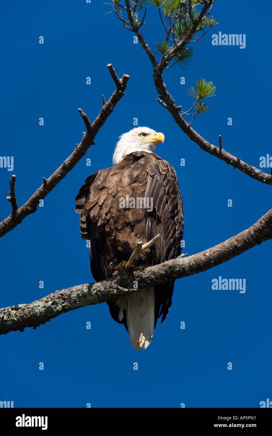 Un adulte, Pygargue à tête blanche Haliaeetus leucocephalus, perché dans un pin blanc au-dessus du lac près de Katahdin Maine's Baxter State Park. Banque D'Images