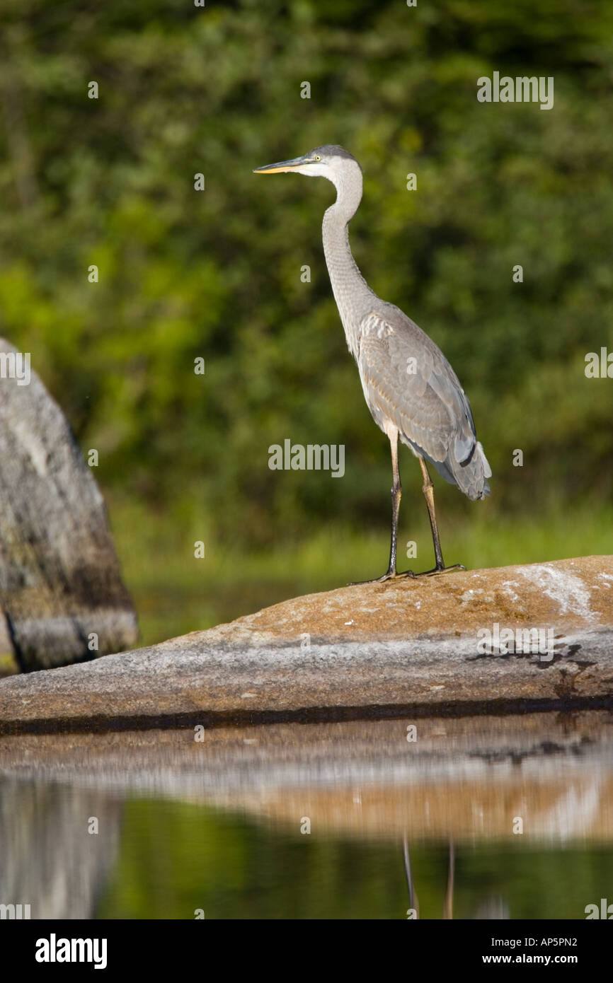 Un grand héron, Ardea herodias, se nourrit dans le lac du Maine près de Katahdin Baxter State Park. Banque D'Images