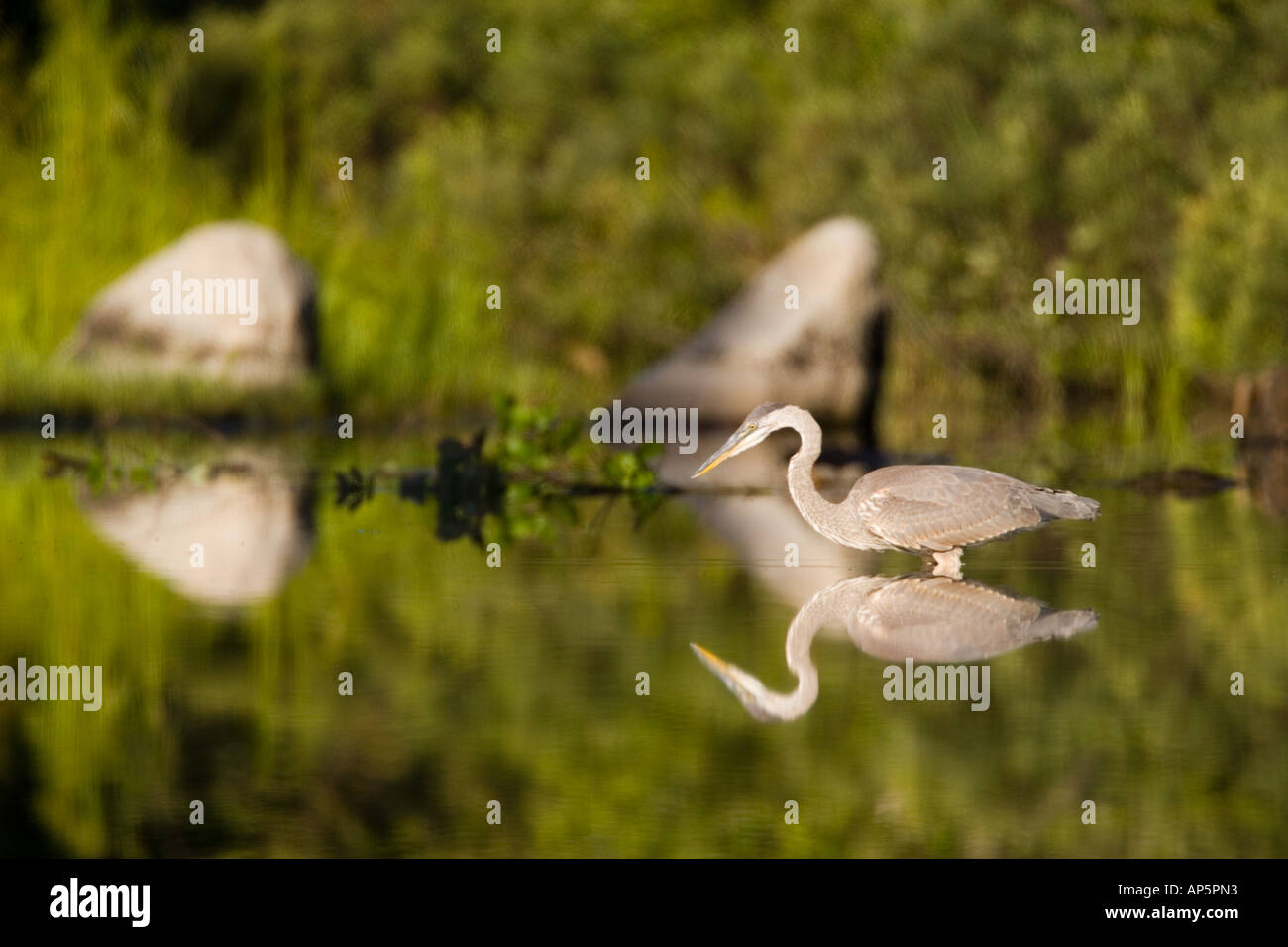Un grand héron, Ardea herodias, se nourrit dans le lac du Maine près de Katahdin Baxter State Park. Banque D'Images