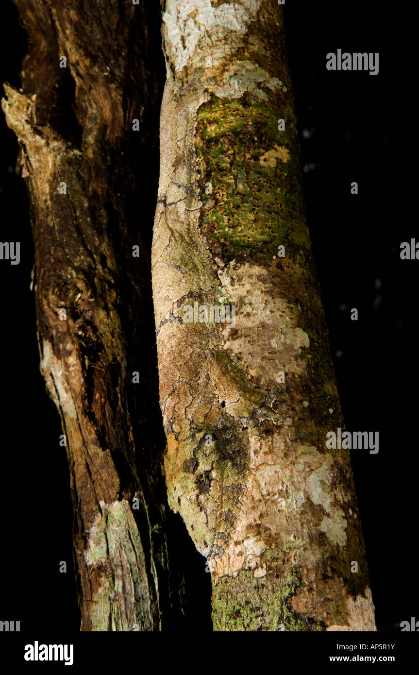 Mossy gecko à queue de feuille, Uroplatus sikorae, Analamazaotra Réserve spéciale, parc national Parc Mantadia- Andasibe, Madagascar Banque D'Images